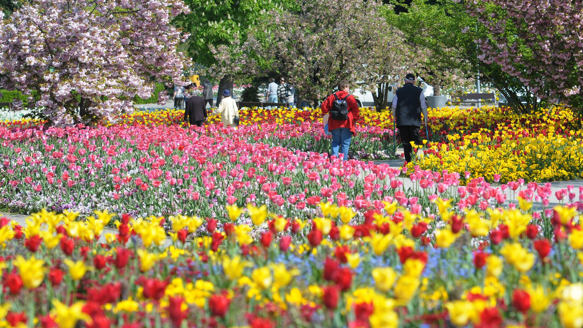 Spaziergänger sind bei strahlendem Sonnenschein in den blühenden Tulpenfeldern des Luisenparks in Mannheim unterwegs. 