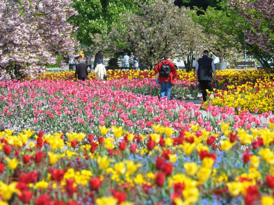 Spaziergänger sind bei strahlendem Sonnenschein in den blühenden Tulpenfeldern des Luisenparks in Mannheim unterwegs. 