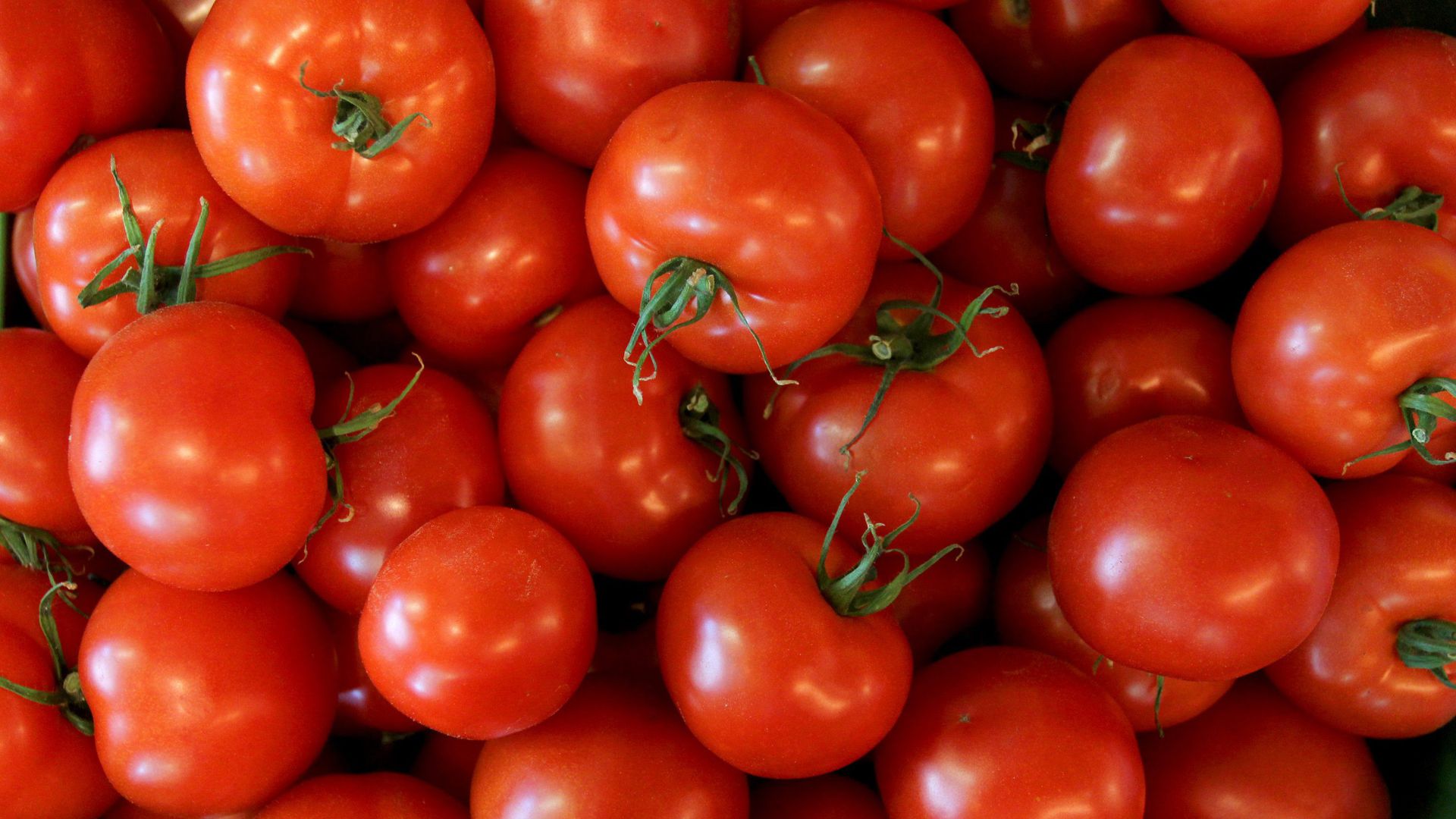 Bis auf eine Ausnahme wiesen Tomaten aus landwirtschaftlichen Flächen in Mittelbaden, die mit PFC belastet sind, keine erhöhten Werte auf.