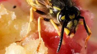 Zum Themendienst-Bericht von Jennifer Weese vom 4. August 2020: Von süßem Kuchen werden Wespen im Sommer besonders angelockt.