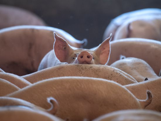 Schweine stehen in einem Stall. Seit die Afrikanische Schweinepest (ASP) nach Deutschland vorgedrungen ist, müssen Bauern noch penibler auf Hygiene im Stall achten. (Zum dpa-Vorbericht zur Agrarministerkonferenz des Bundes und der Länder, bei der die Schweinepest ein wichtiges Thema sein wird.) +++ dpa-Bildfunk +++