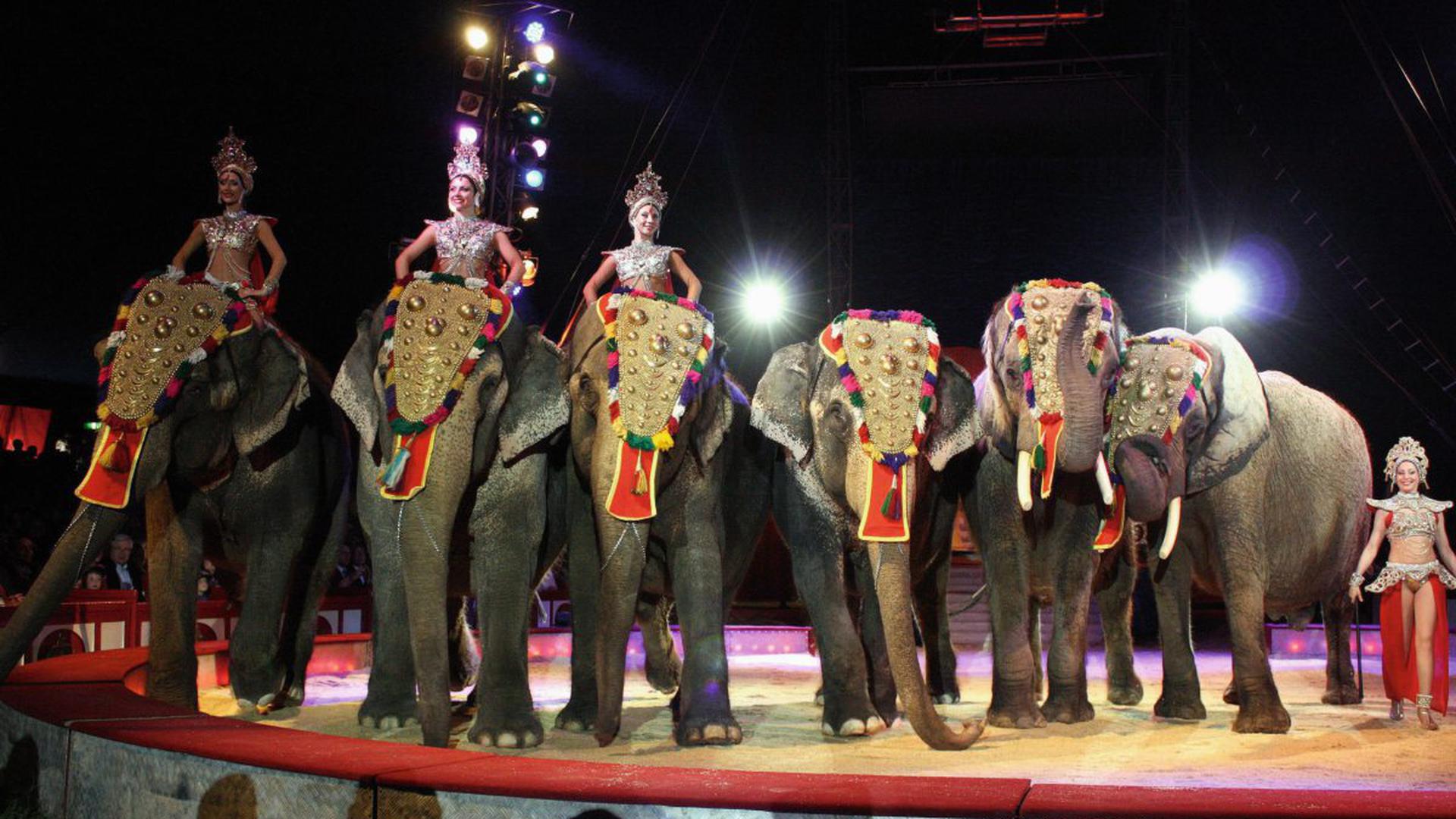 Elefanten in der Manege des Zirkus Krone in Rastatt (2013)
