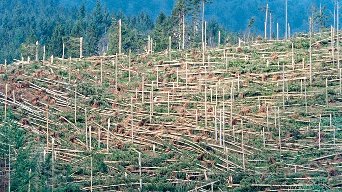Das Archivbild vom 20.01.2000 zeigt ein von Sturm "Lothar" zerstörtes Waldstück in Simonswald (Kr. Emmendingen) im Schwarzwald. Insgesamt fielen dem Orkan am 26. Dezember 1999 in Baden-Württemberg rund 25 Millionen Festmeter Holz zum Opfer.