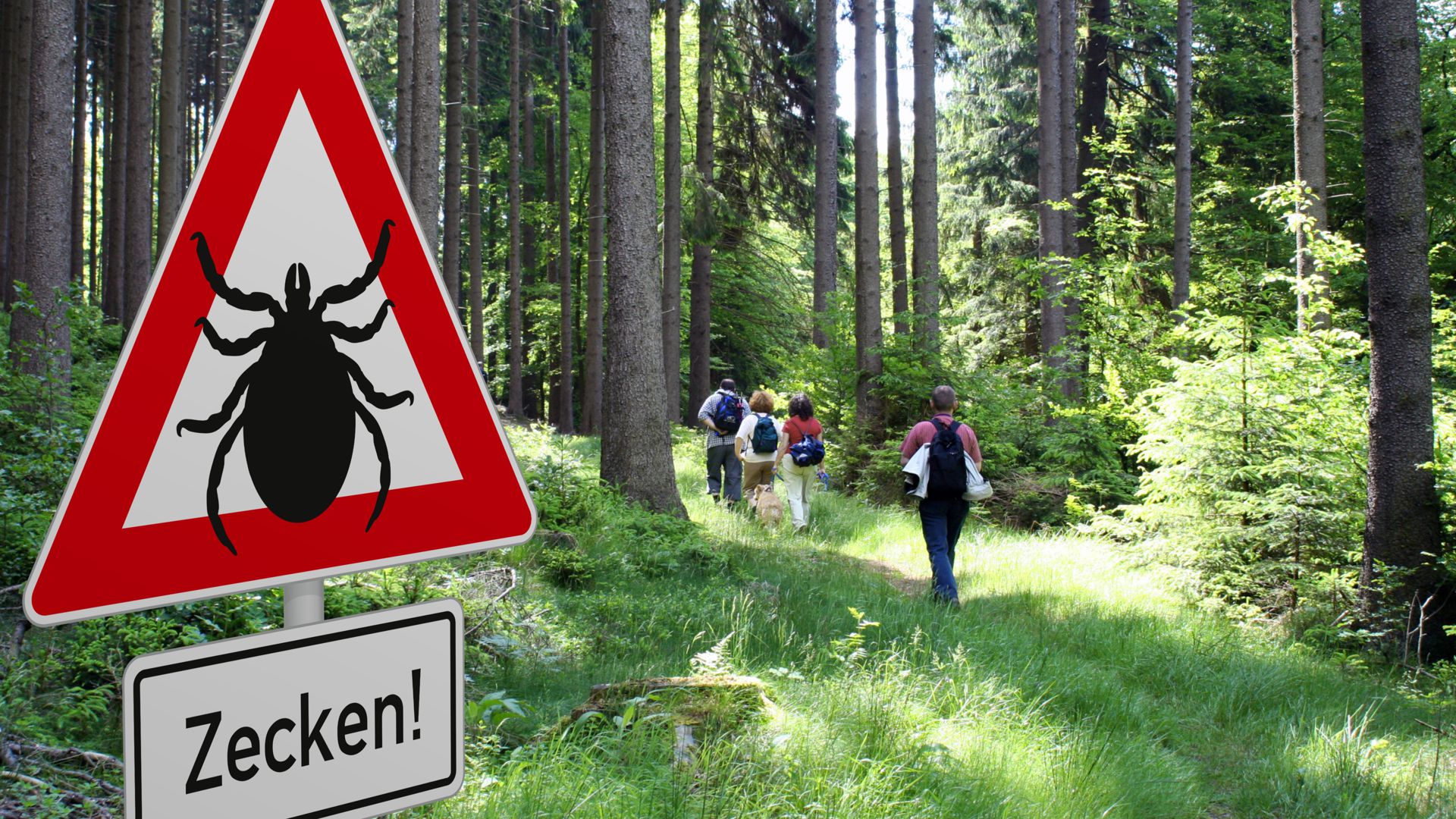 Schild mit Zeckenwarnung in gefährdetem Gebiet im Wald.