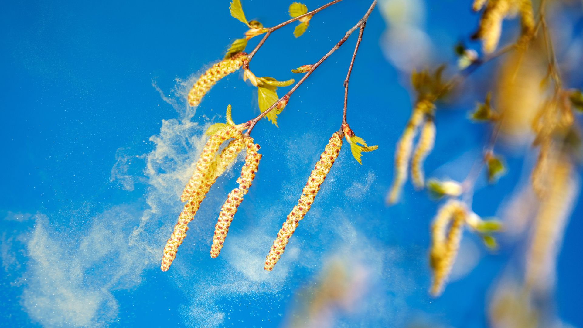 Die Birke ist für Allergiker besonders lästig, da sie eine große Masse an Pollen produziert. 