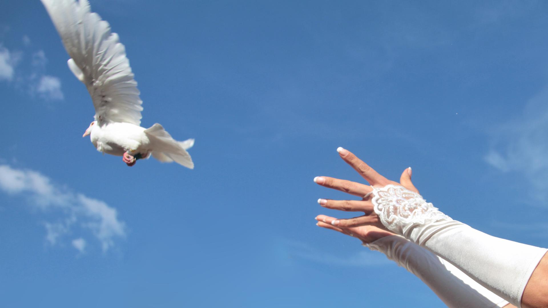 Freiflug mit guten Wünschen: Nach der Trauung lassen Hochzeitspaare weiße Tauben in die Luft als Symbol für Treue. Brieftaubenzüchter trainieren die Tiere, damit sie wieder in ihrem Heimatschlag zurückfinden.