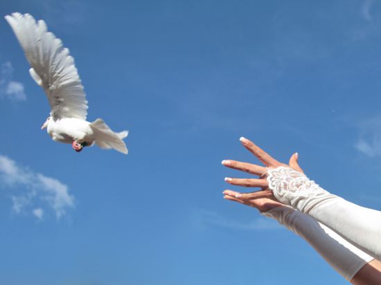 Freiflug mit guten Wünschen: Nach der Trauung lassen Hochzeitspaare weiße Tauben in die Luft als Symbol für Treue. Brieftaubenzüchter trainieren die Tiere, damit sie wieder in ihrem Heimatschlag zurückfinden.