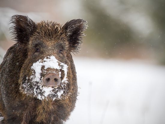 Auch im Winter kommen Wildschweine in den Karlsruher Wäldern gut über die Runden. 