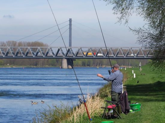Der Rhein bietet den fast 6.000 Mitgliedern des Anglervereins Karlsruhe ein abwechslungsreiches Revier. Über 60 Fischarten leben in dem Strom. 