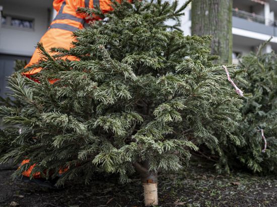 Mitarbeiter der Berliner Stadtreinigungsbetriebe (BSR) holen in Berlin Hohenschönhausen ausgediente Weihnachtsbäume ab.