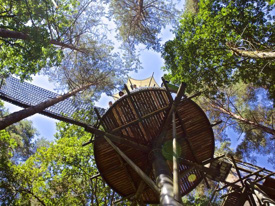 Sicher im Adlerhorst: Von der Aussichtsplattform des Baumwipfelpfads beim Biosphärenhaus in Fischbach bei Dahn können Besucher einen Blick in die Tiefe und in den Blätterwald wagen.