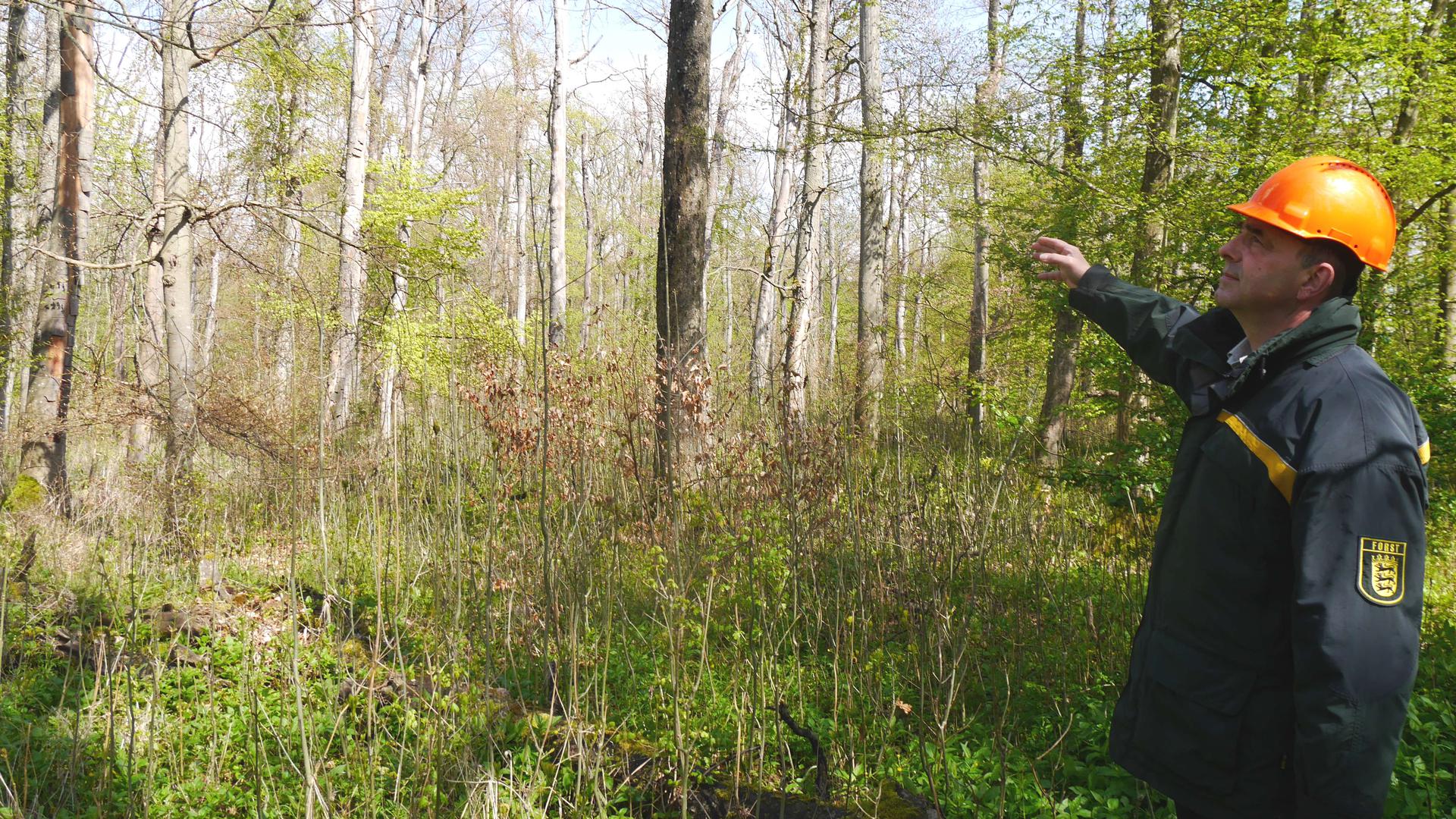 Christian Feldmann zeigt abgestorbene Rotbuchen im Bannwald bei Schützingen