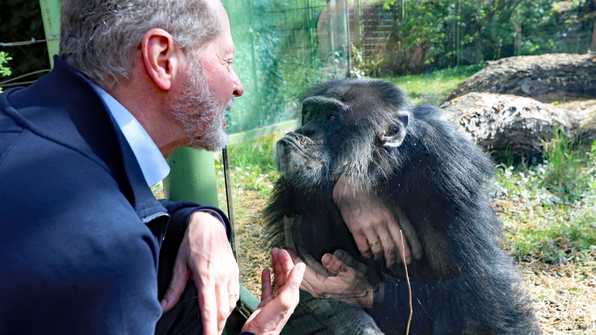 Zoochef Clemens Becker und Benny, der Schimpanse und älteste Zoobewohner Karlsruhes.