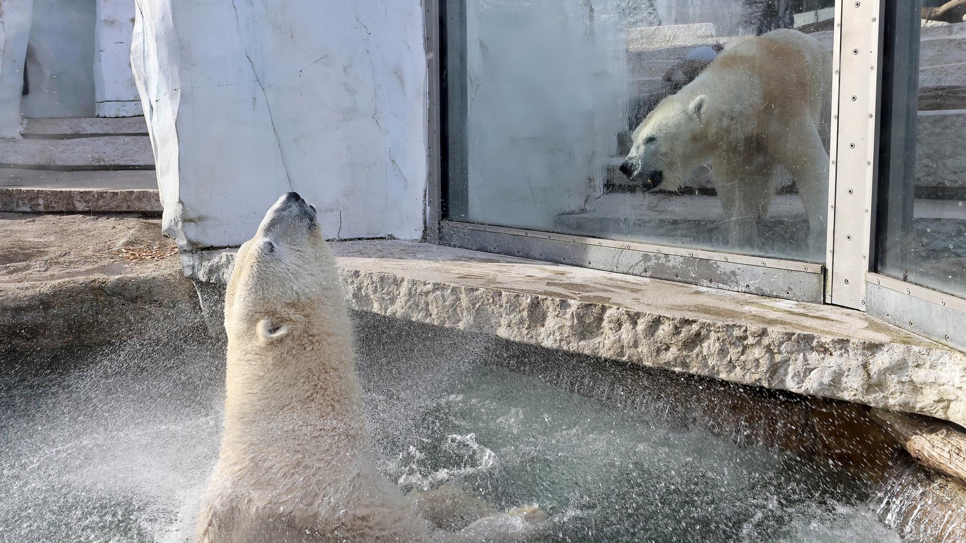Kennenlernen: Eisbär Ziemlich Lloyd sieht Charlotte im Zoo Karlsruhe durch eine Scheibe. 