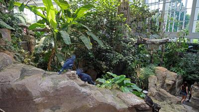 Im Exotenhaus des Karlsruher Zoos, das vor fünf Jahren eröffnet wurde, sind blaue Victoria-Krontauben und neugierige Saki-Affen unterwegs. 
