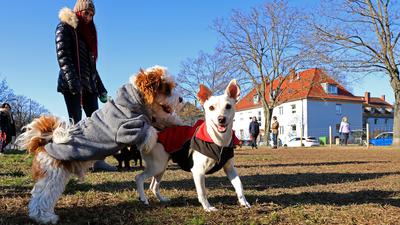 Zwei Hunde spielen zusammen auf der damals noch umzäunten Hundewiese an der Hildapromenade in der Karlsruher Weststadt.