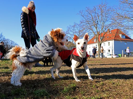 Zwei Hunde spielen zusammen auf der damals noch umzäunten Hundewiese an der Hildapromenade in der Karlsruher Weststadt.