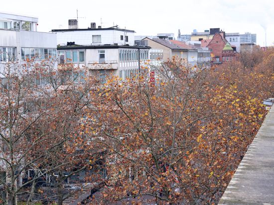Platanen in der Kaiserstraße im Herbst
