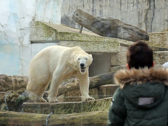 Eisbär im Zoo Karlsruhe.