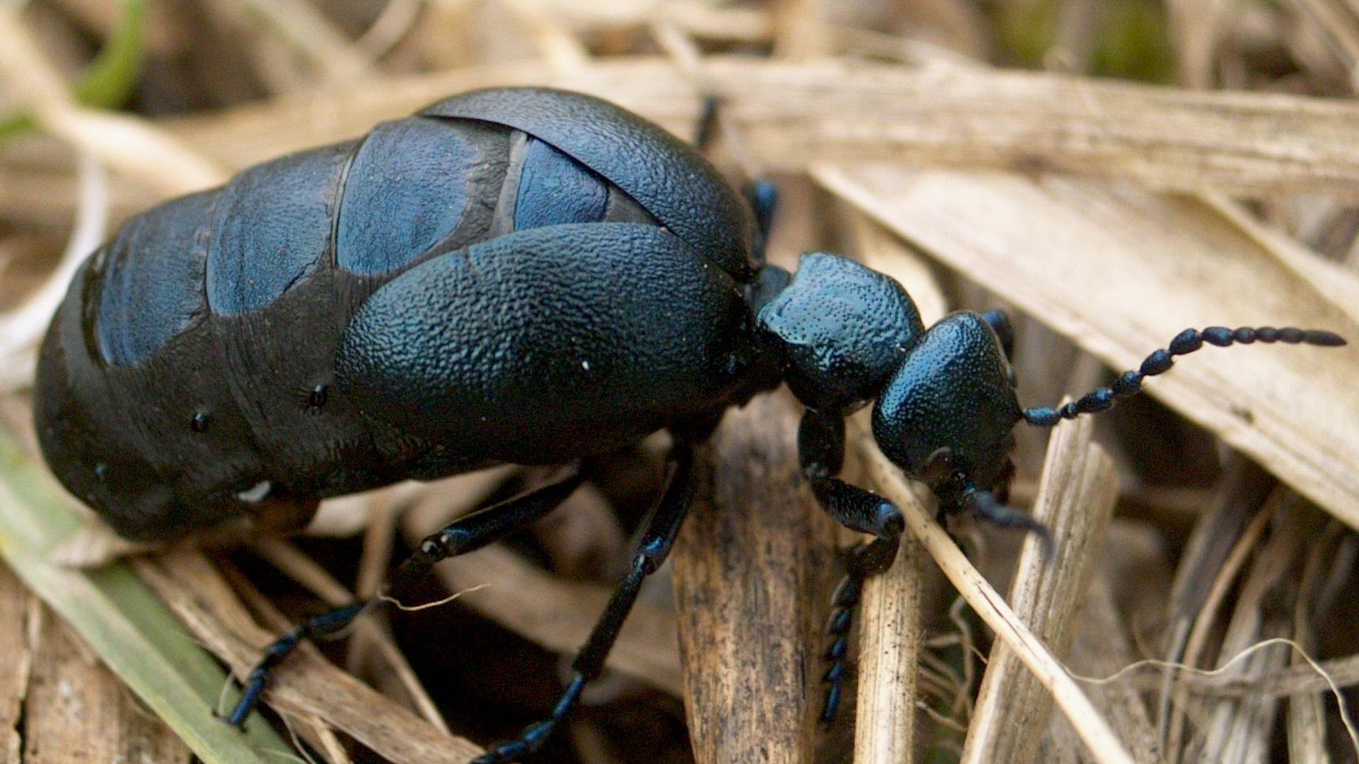 Schwarzblauer Käfer auf vertrocknetem Schilfgras
