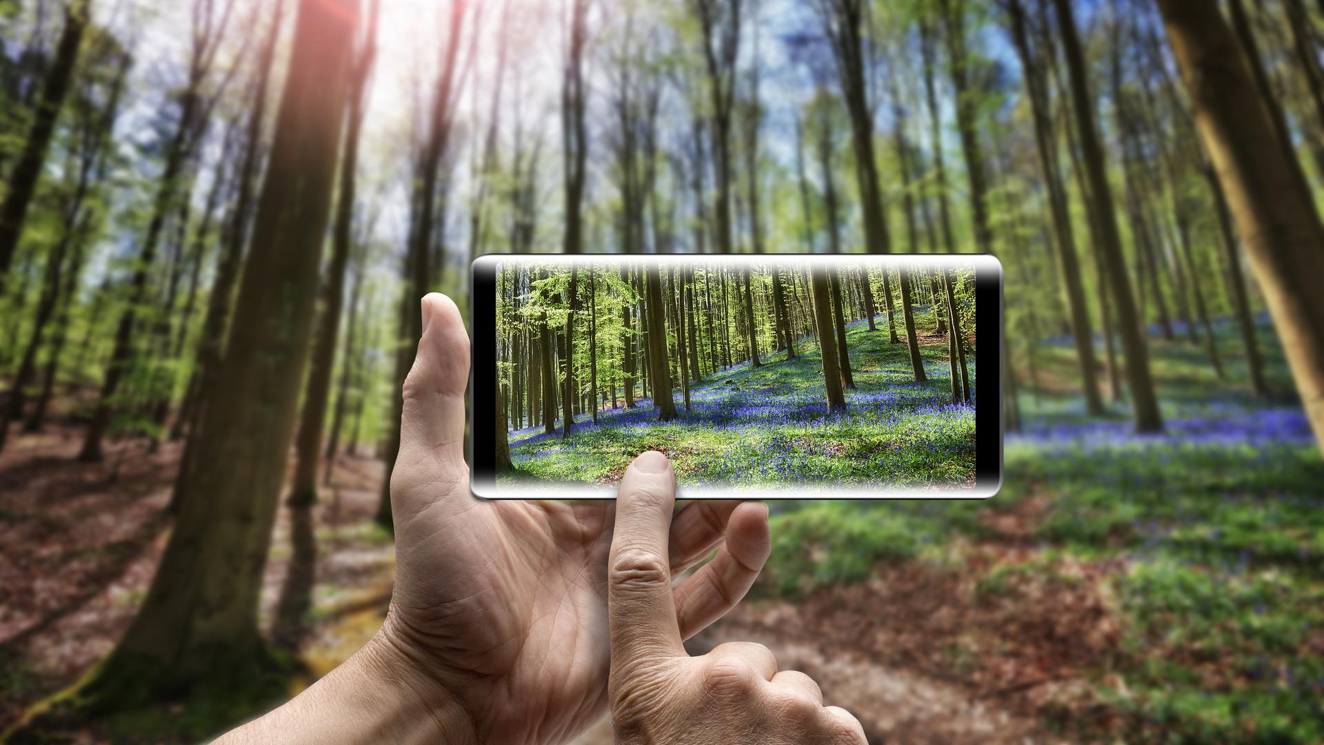 Bei einem Spaziergang in Wald und Wiese können Apps wie „Flora Incognita“ dabei helfen, diese Frage zu beantworten und Pflanzen zu bestimmen.