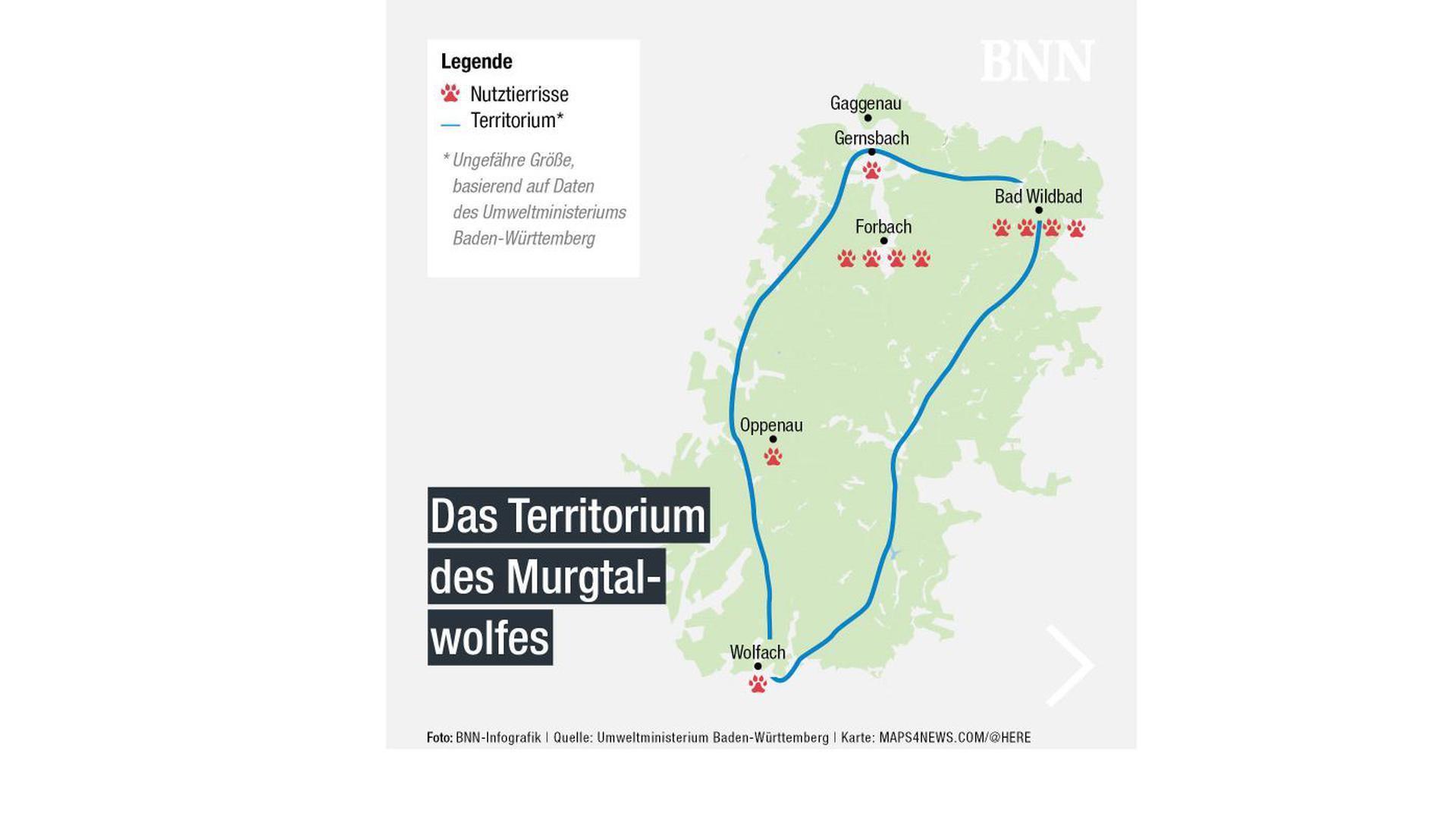 Der Wolf mit der Kennung „GW852m“ lebt im Gebiet vom Bergwald des Kaltenbronn bis in den Kreis Calw und die nördliche Ortenau. 