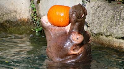 Halloween war zufrieden: Das Team des Zoologischen Stadtgarten hatte ihm zu seinem Ehrentag einen Kürbis aufgetischt. 