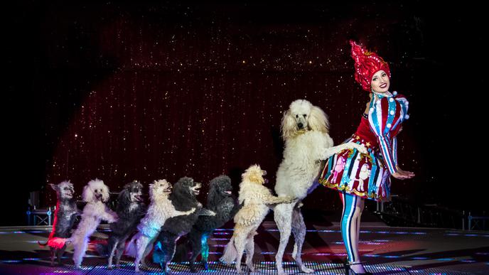 Diese preisgekrönte Hundedarbietung wurde auf zahlreichen internationalen Zirkusfestivals auf der ganzen Welt ausgezeichnet und von der renommierten russischen Star-Tiertrainerin Laura Urunova dressiert.