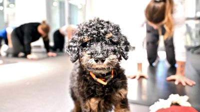 Hund bei Welpen-Yoga Angebot blickt in Kamera