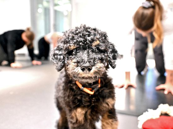 Hund bei Welpen-Yoga Angebot blickt in Kamera