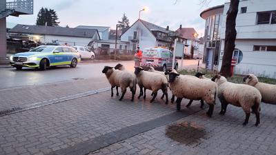 Mehrere Schafe haben einen Ausflug durch Karlsruhe-Hagsfeld unternommen.