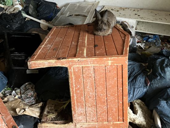 Ein Kaninchen sitzt auf einem umgekippten Stall in einer völlig verdreckten Wohnung.