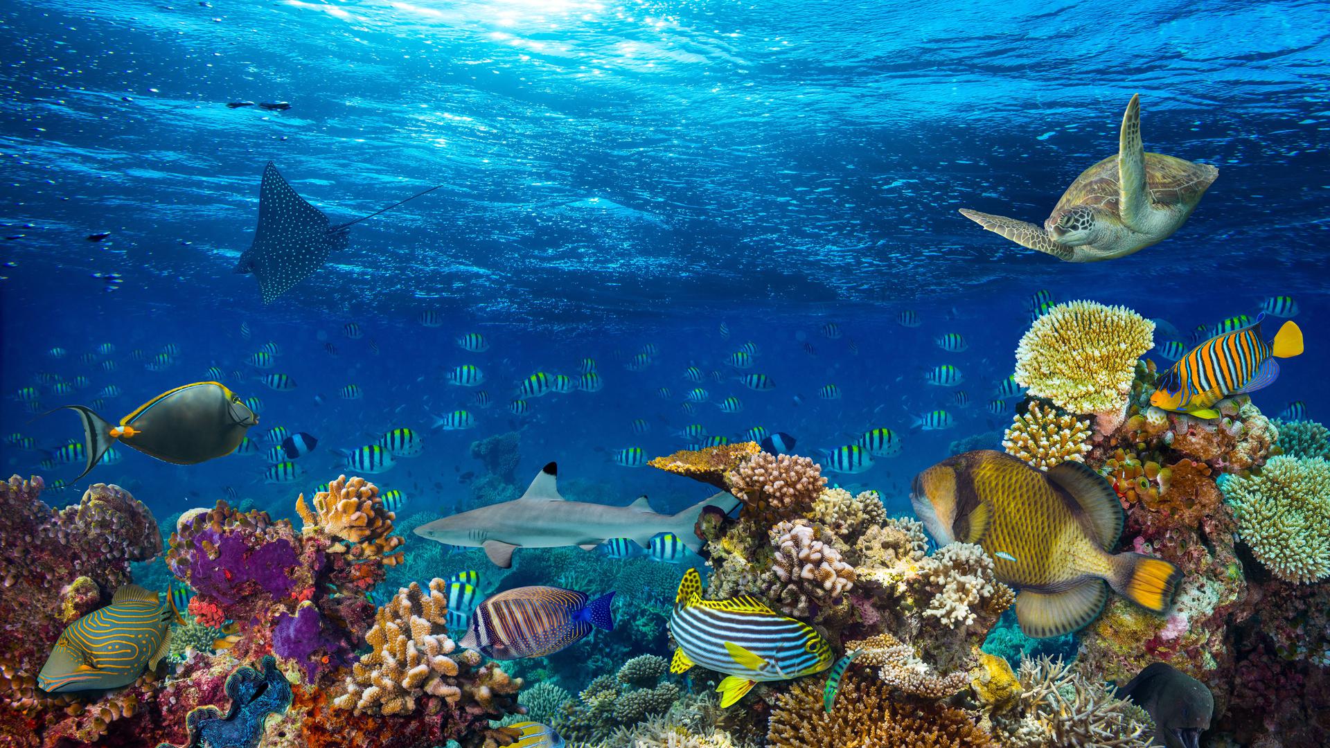 Farbenprächtiges Schauspiel unter Wasser:  Bunte Korallen sind typisch für tropische Gewässer. Sie bieten Schutz und Nahrung für unzählige Meeresbewohner. Doch die Versauerung der Ozeane und die steigenden Wassertemperaturen setzten ihnen zu. 