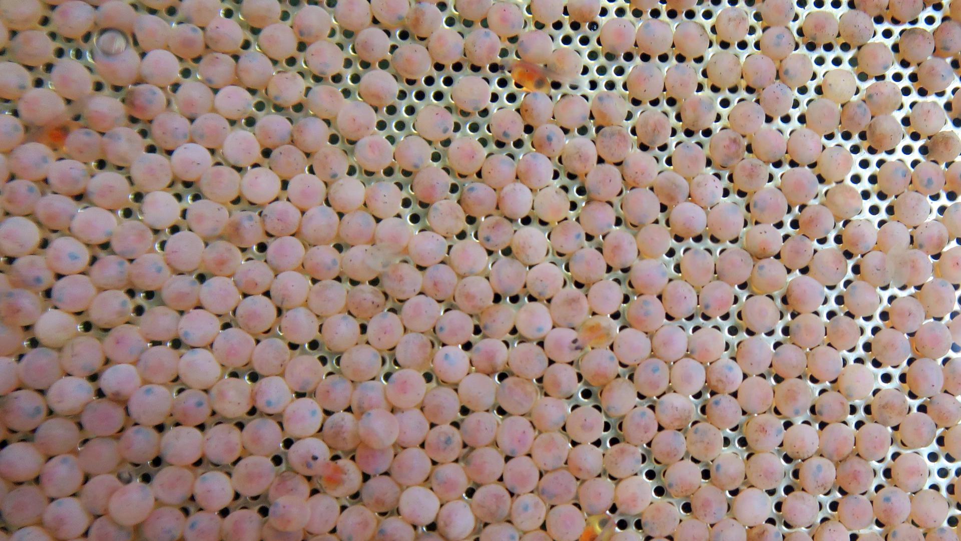 Bis zu 30.000 Eier können von einem Lachs-Weibchen gelegt werden. 