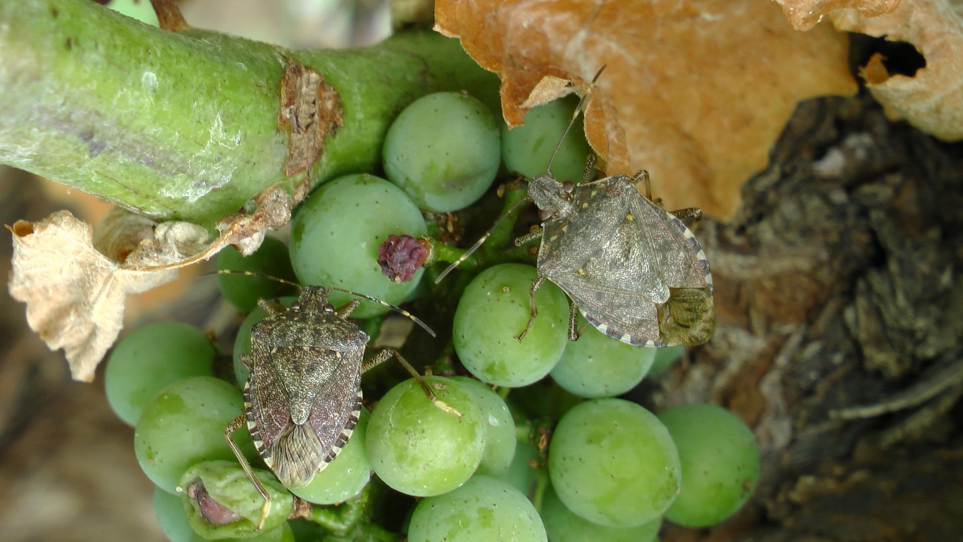 Zwei Marmorierte Baumwanzen sitzen auf grünen Weintrauben und stechen in die Früchte.