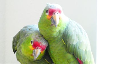 Zwei Papageien auf einer Stange.