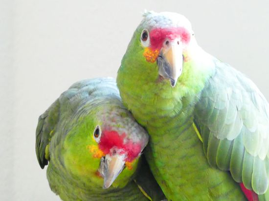 Zwei Papageien auf einer Stange.