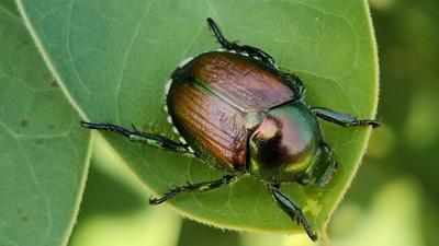 Käfer auf einem grünen  Blatt
