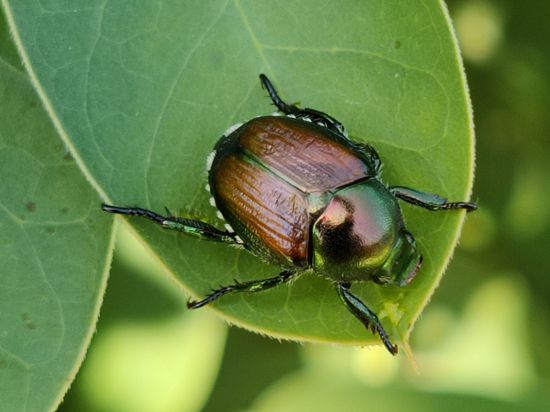 Käfer auf einem grünen  Blatt