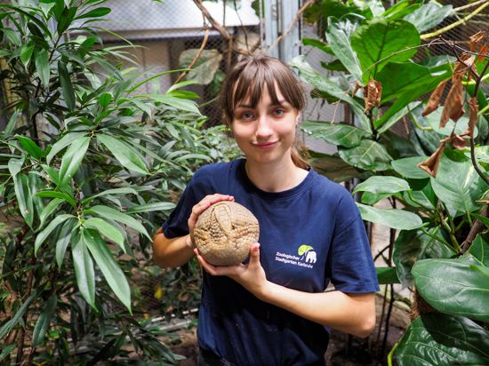 Die Praktikantin Malgorzata Lekawska aus Lublin in Polen mit dem Guerteltier Eco im Karlsruher Zoo