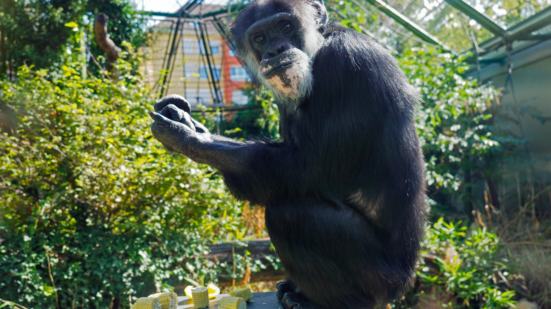 Schimpanse Benni im Karlsruher Zoo