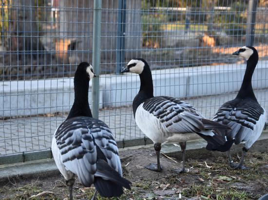Graugänse des Vogelparks Leopoldshafen fixieren ihr verlorenes Badeparadies