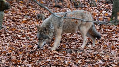 Ein Wölfin im Alternativen Bären- und Wolfspark Bad Rippoldsau.