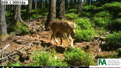 Ein Wolf mit der Kennung „GW852m“ unterwegs im Nordschwarzwald. 