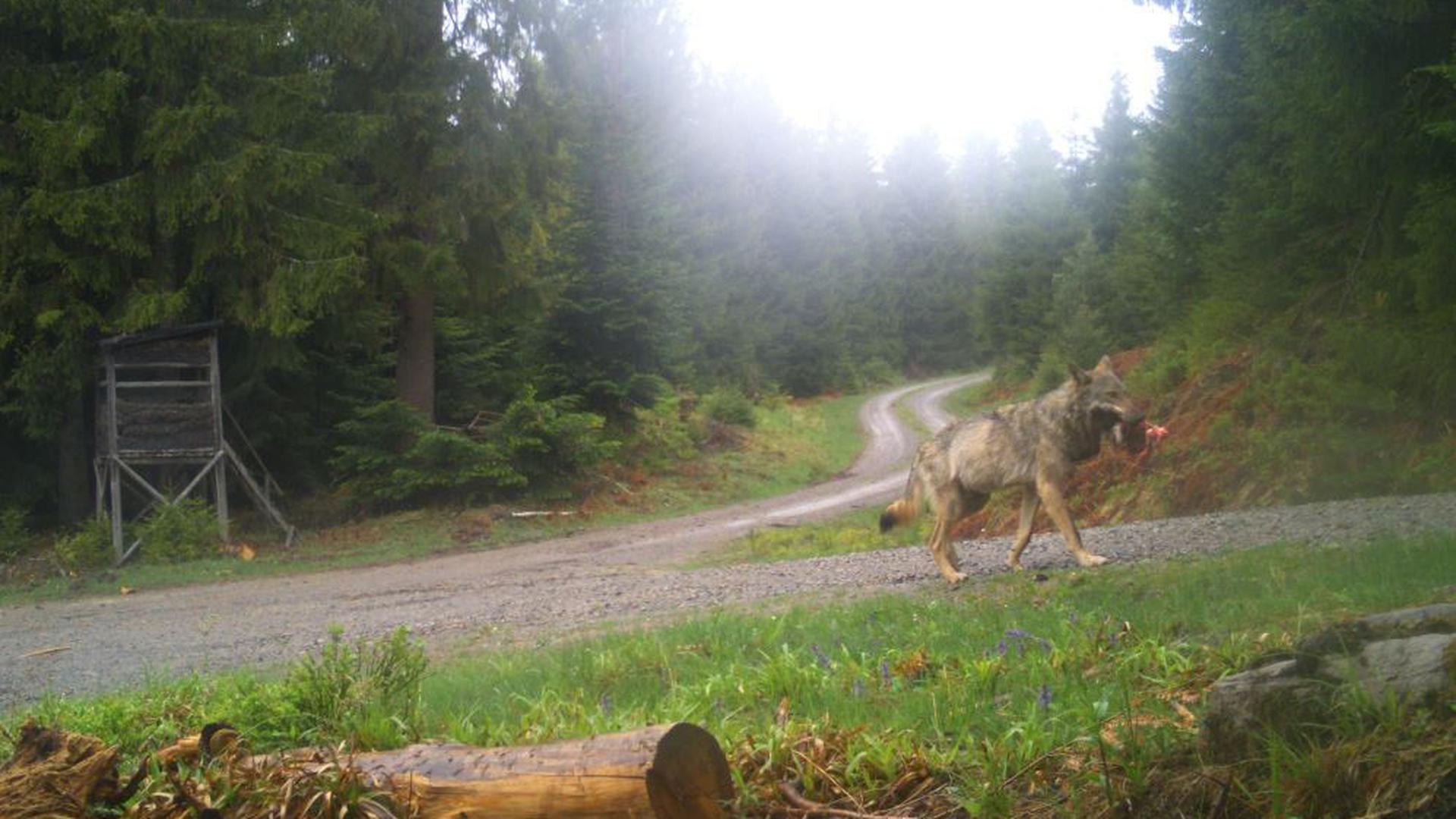 Der Wolf GW852m läuft mit einem Beutetier durch den Nordschwarzwald.