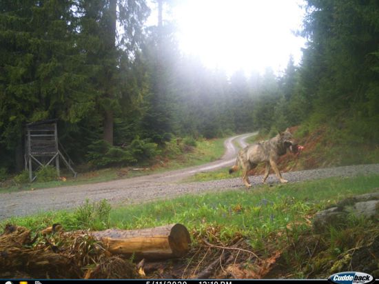Der Wolf GW852m läuft mit einem Beutetier durch den Nordschwarzwald.
