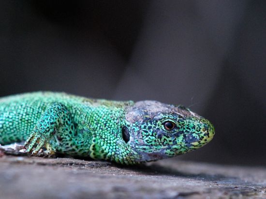 Reptil des Jahres 2020 Zauneidechse im NSG Ers Springenhalde_ Untergrombach
