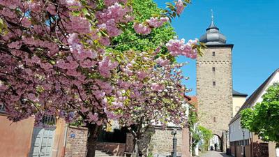 Die Kirschsorte, die am Basler-Tor in Karlsruhe Durlach steht, gehört zu den Spätblühern. Das Bild zeigt die Blüte 2019.