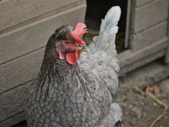 Hühner im eigenen Garten: Bei Familie Gatzenmeyer gackern gleich sechs Tiere auf dem Grundstück. Viele Privatleute wollen Eier aus eigener Produktion.