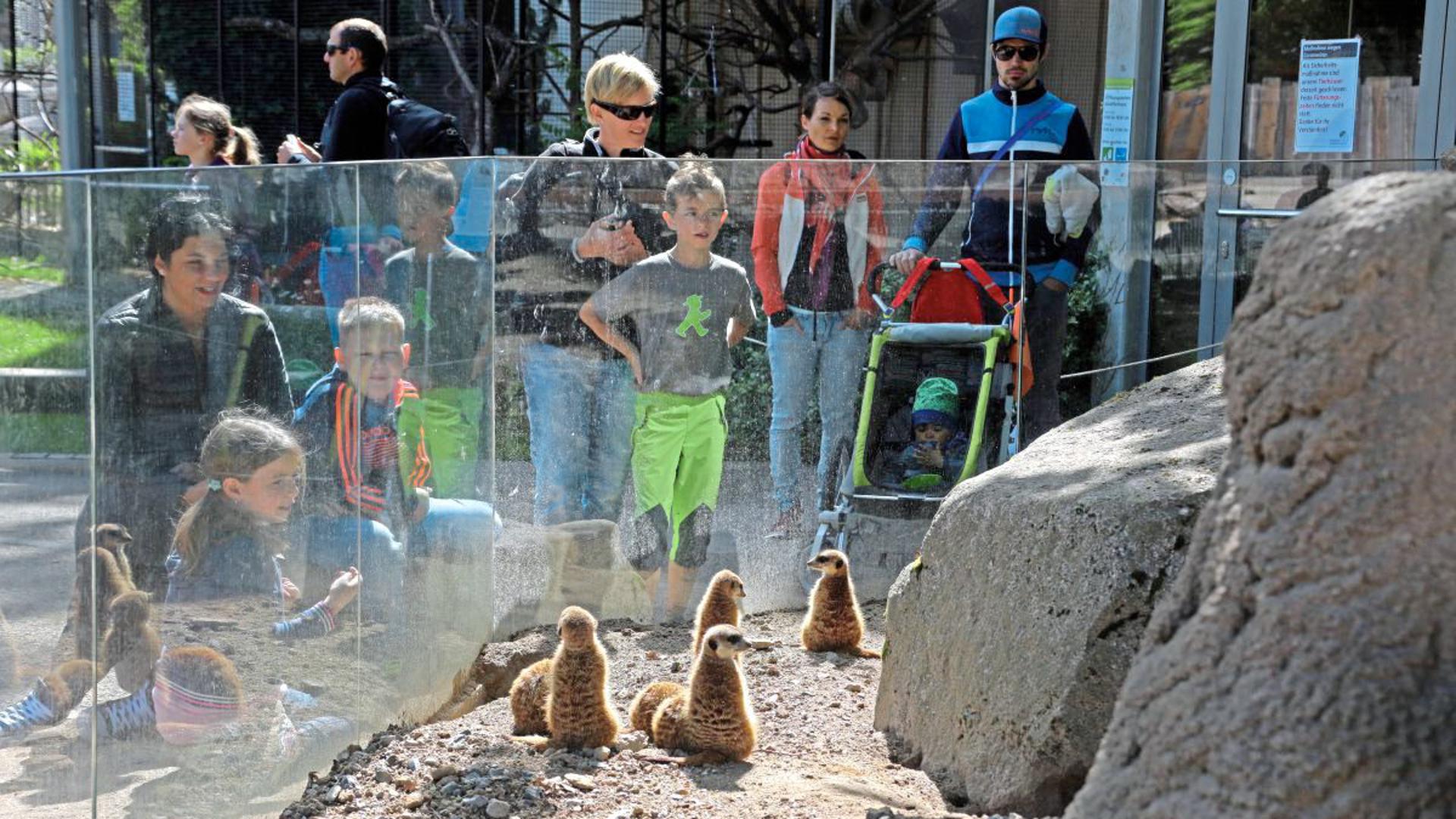 Klein und putzig: Die Erdmännchen im Karlsruher Zoo sind ein Publikumsmagnet.